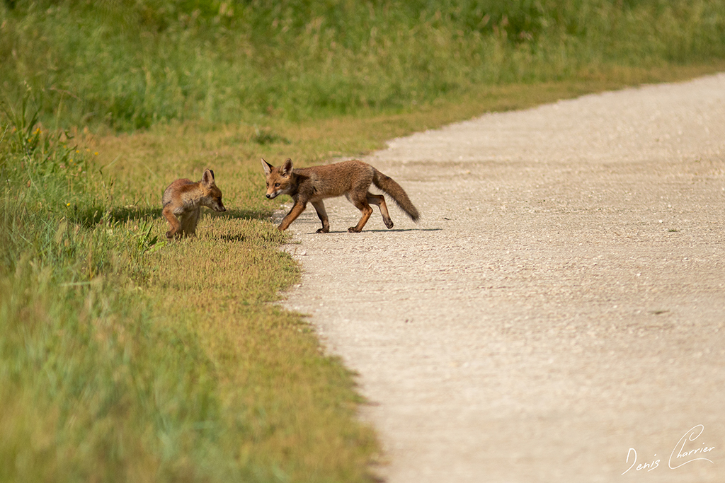 Deux renardeaux jouant sur un chemin